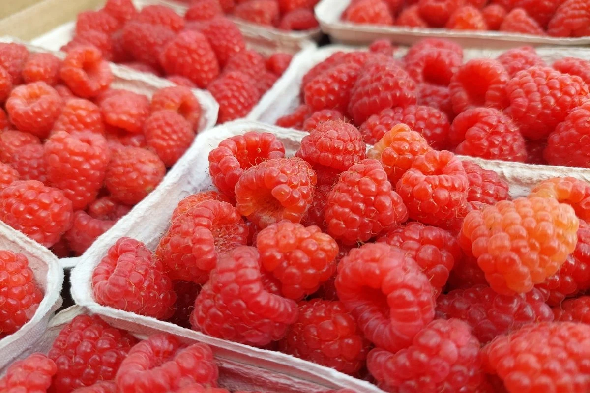 Koszyczki wypełnione świeżymi malinami o intensywnie czerwonym kolorze, które kuszą soczystością i apetycznym wyglądem.