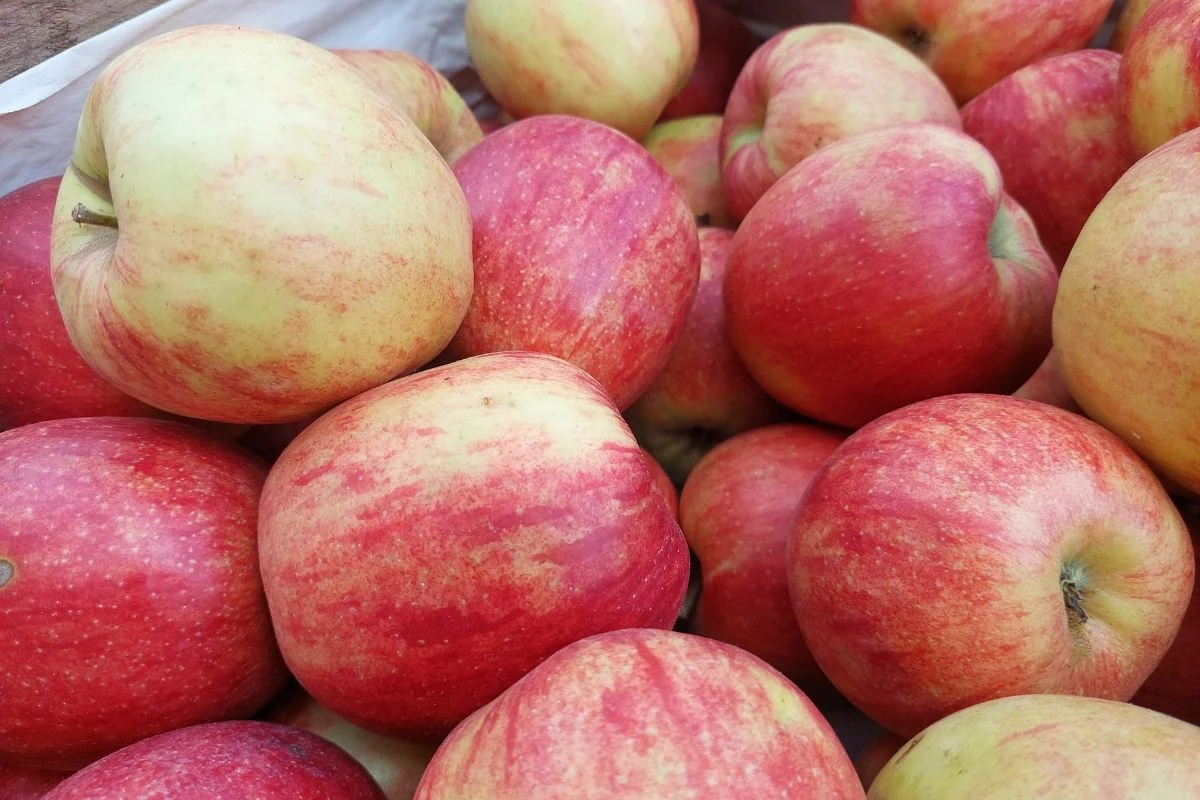 Stos świeżych, czerwono-żółtych jabłek z widoczną delikatną skórką i naturalnym połyskiem, ułożonych ciasno obok siebie.