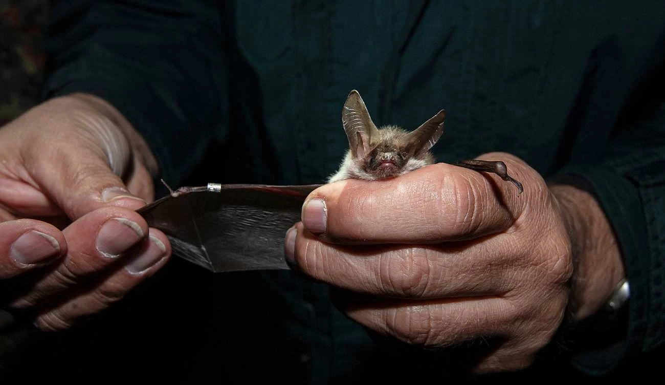 Nocek duży (Myotis myotis)