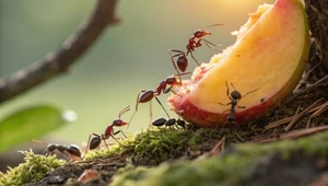Tajemnica superwęchu mrówek odkryta. Jest jedna zasada