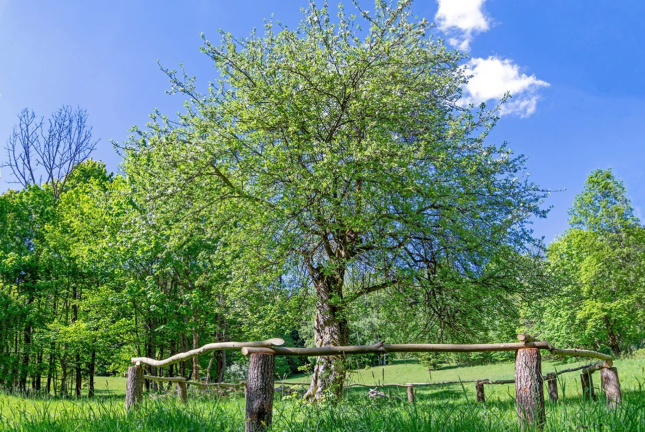 Jedną z kandydatek na polskie Drzewo Roku 2025 jest 120-letnia jabłoń Rozłożyste drzewo otoczone drewnianym ogrodzeniem na tle zielonych łąk i lasu, pod błękitnym niebem z kilkoma białymi chmurami