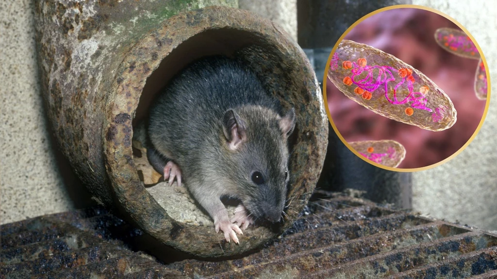 Szczury wędrowne to nosiciele bakterii Yersinia pestis odpowiedzialnej za dżumę Szczury wędrowne to nosiciele bakterii Yersinia pestis odpowiedzialnej za dżumę