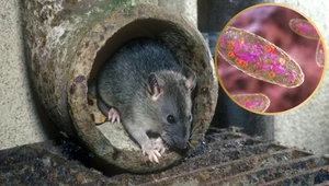 Szczury wędrowne to nosiciele bakterii Yersinia pestis odpowiedzialnej za dżumę