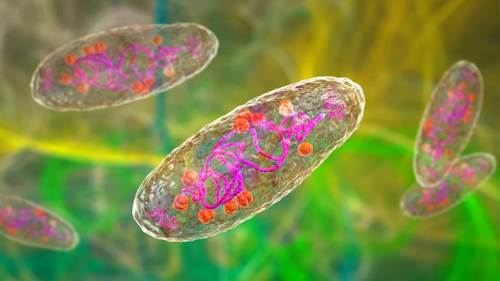 Bakteria Yersinia pestis wywołująca dżumę Kilka trójwymiarowych wizualizacji komórek bakteryjnych z wyraźnie widoczną strukturą wewnętrzną, niciami DNA oraz kolorowymi organellami na rozmytym, kolorowym tle.