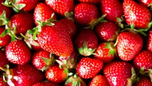 Szypułki truskawek skrywają związki istotne dla funkcjonowania mózgu czy wzroku