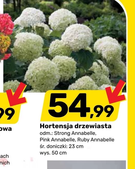 Hortensja Ruby