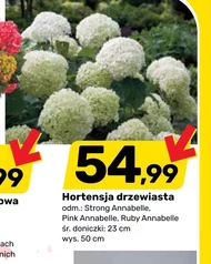 Гортензія Ruby