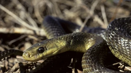 Rzadki i tajemniczy wąż Eskulapa. Po czym go rozpoznać? 