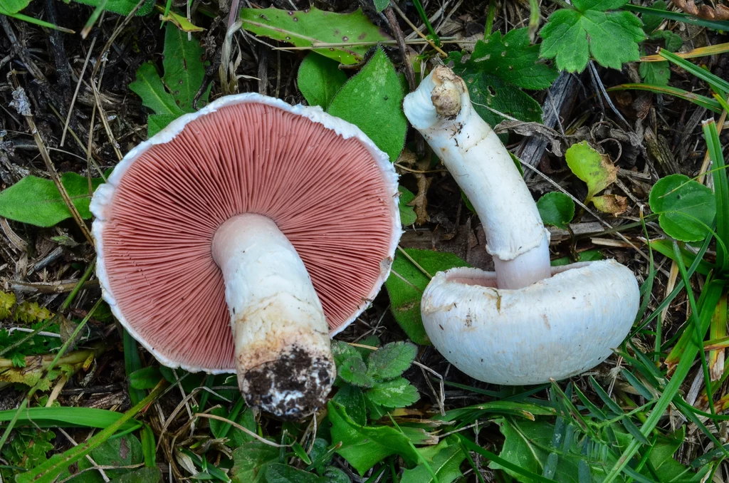 Dwa białe grzyby leżące na wilgotnej, zielonej trawie, jeden grzyb przekręcony kapeluszem do góry ukazujący różowe blaszki, drugi leży bokiem, widoczne szczegóły łodyg i kapeluszy, otoczenie stanowi mieszanka trawy i liści.