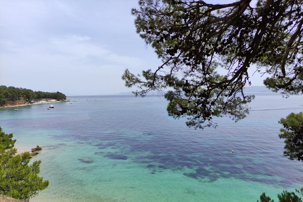 Jedne z najpiękniejszych plaż Chorwacji można znaleźć na wyspie Brač Rozległa zatoka morska z przejrzystą, turkusową wodą, otoczona zielonymi drzewami sosnowymi, spokojna linia horyzontu oraz fragment wybrzeża z drobną plażą w lewym dolnym rogu kompozycji.