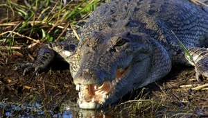 Krokodyl wdarł się do zalanego domu. Nie żyje kobieta w ciąży