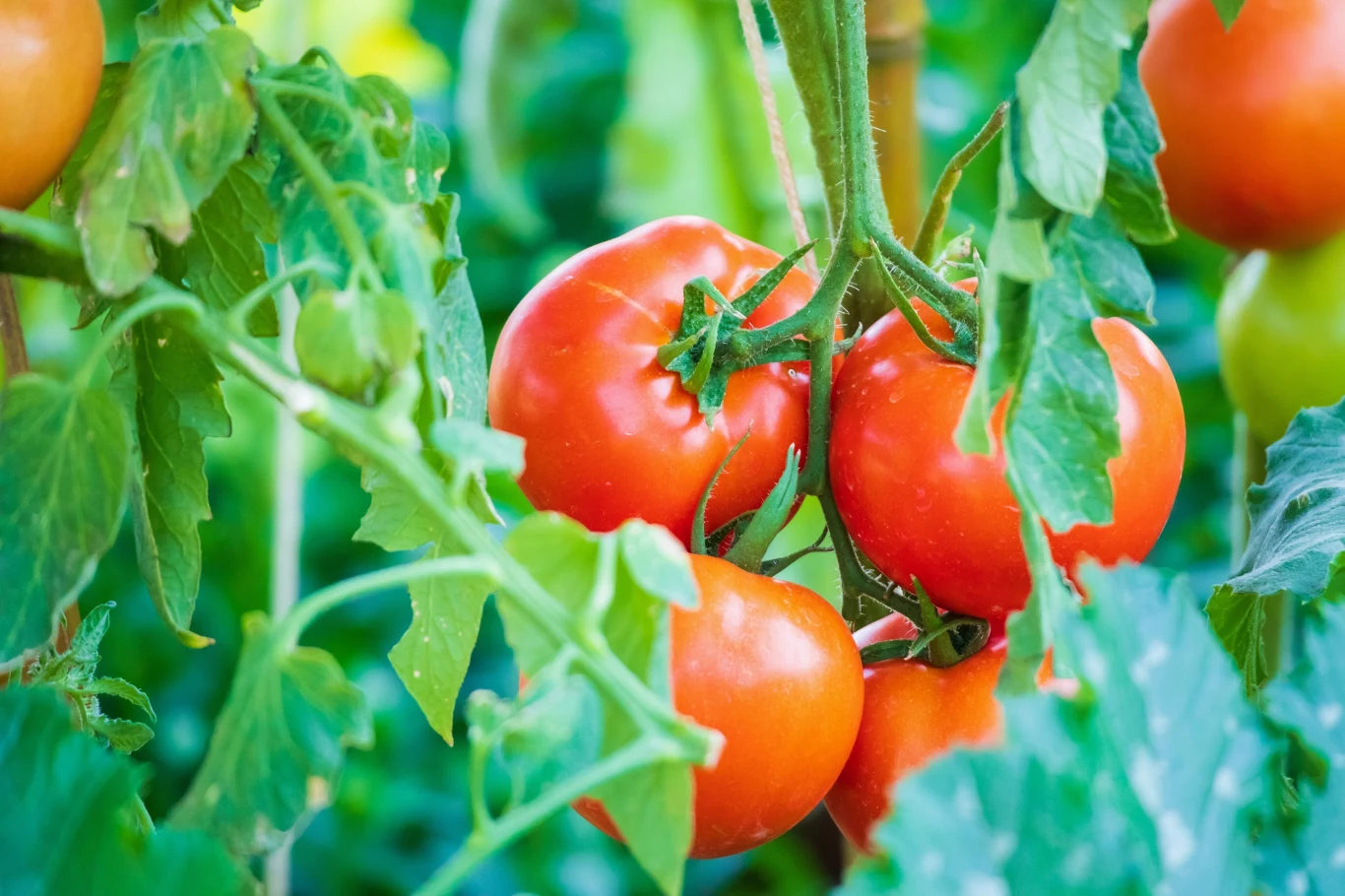 Zdrowe i obfite plony pomidorów są możliwe z pomocą gnojówki z pokrzyw. Jak ją przygotować?