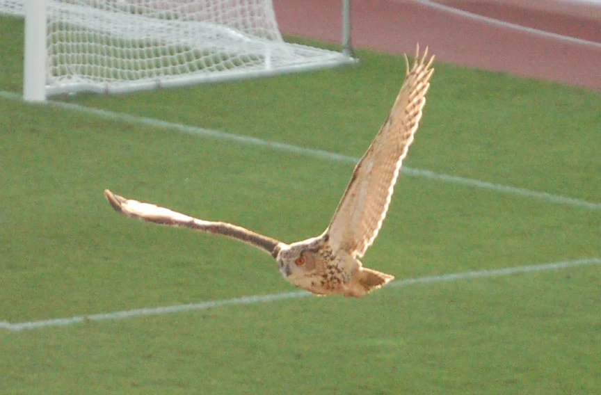 Puchacz nad Stadionem Olimpijskim w Helsinkach w 2007 r. Sowa lecąca nad zielonym boiskiem sportowym z widoczną w tle bramką piłkarską.