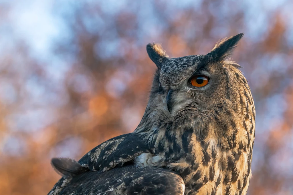 Ogromny puchacz sfotografowany w Holandii. U nas to ptak rzadki Sowa o intensywnie pomarańczowym oku, z dobrze widocznym upierzeniem w odcieniach brązu i szarości, na rozmytym tle drzew w jesiennych kolorach.
