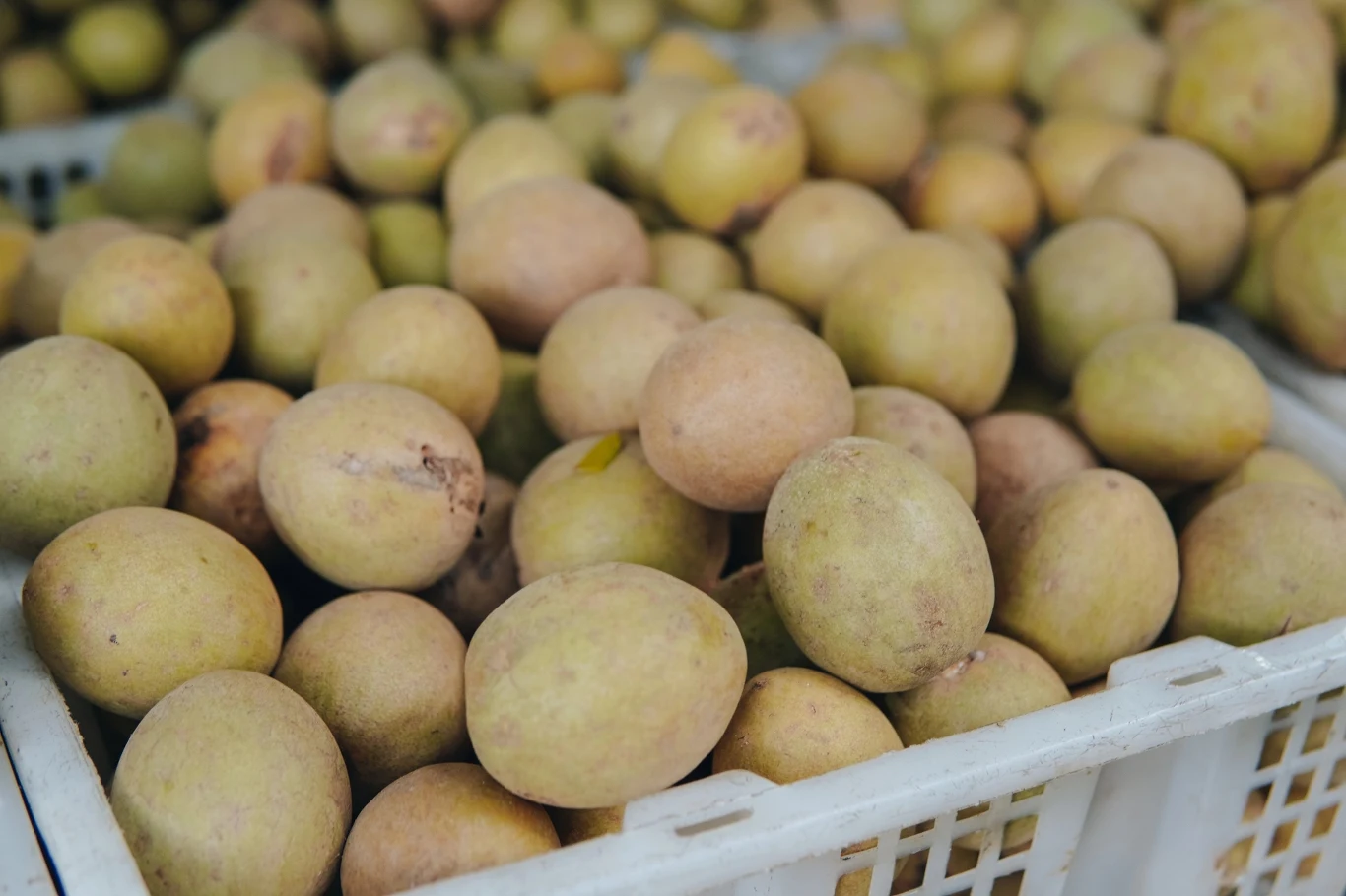 Sapodilla to egzotyczny owoc, który wyglądem nieco przypomina ziemniaka. Jakie posiada właściwości?