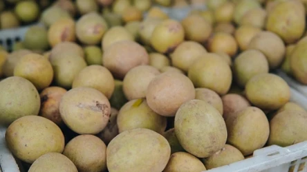 Sapodilla to egzotyczny owoc, który wyglądam nieco przypomina ziemniaka. Jakie posiada właściwości?