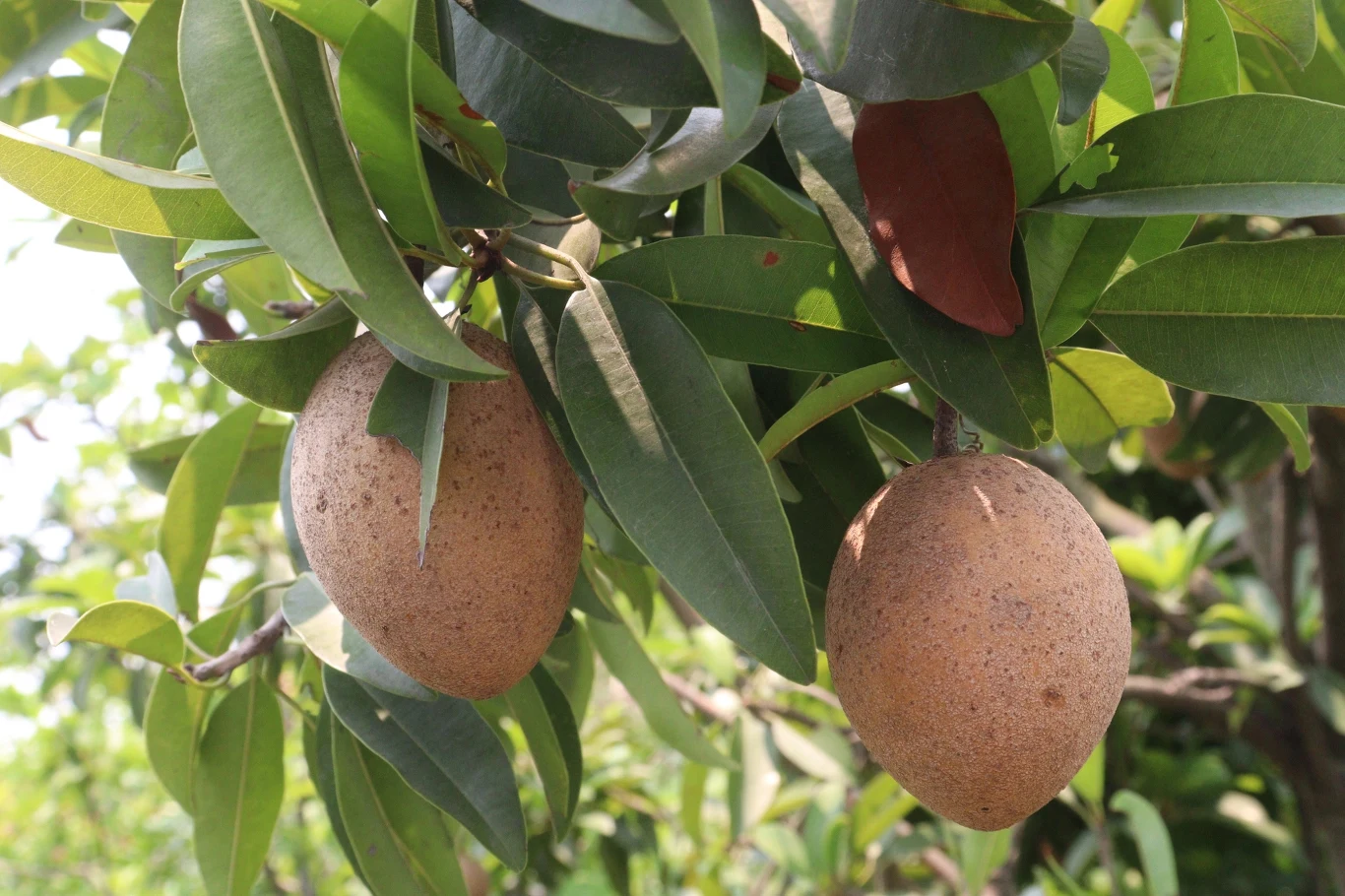 Pigwica właściwa najlepiej smakuje w surowej postaci. 