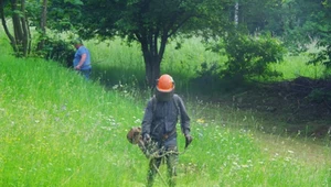 Chcą zmian w koszeniu traw. Samorządy robią to coraz rzadziej