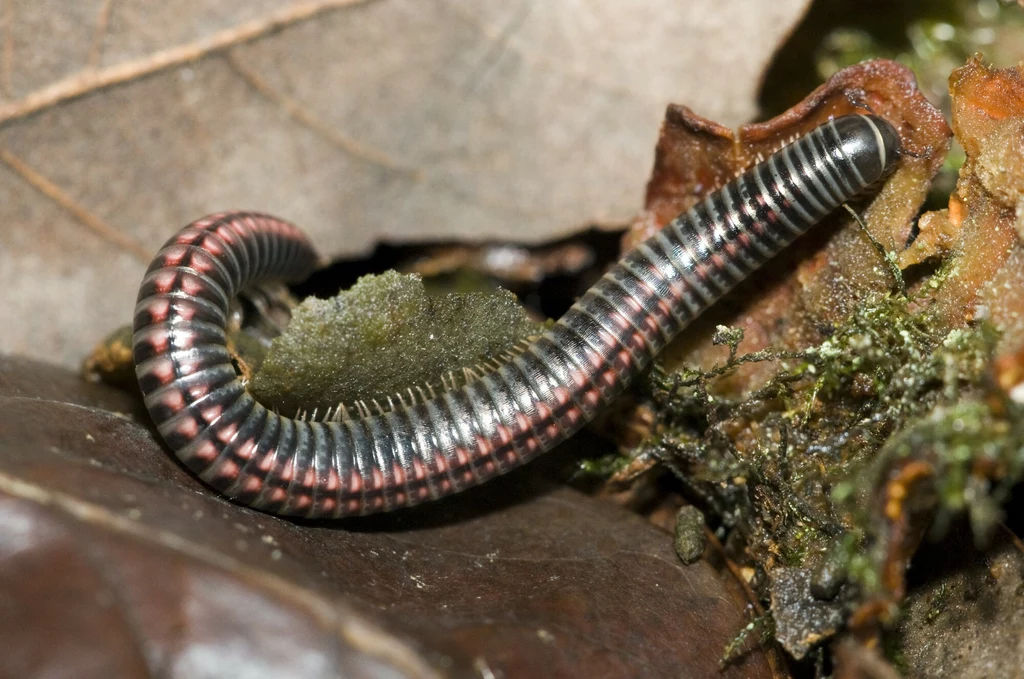 Krocionóg piaskowy występuje także w polskich ogrodach Krocionóg piaskowy występuje także w polskich ogrodach