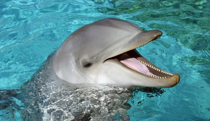 Delfiny stosują systemy komunikacji odpowiadające językom