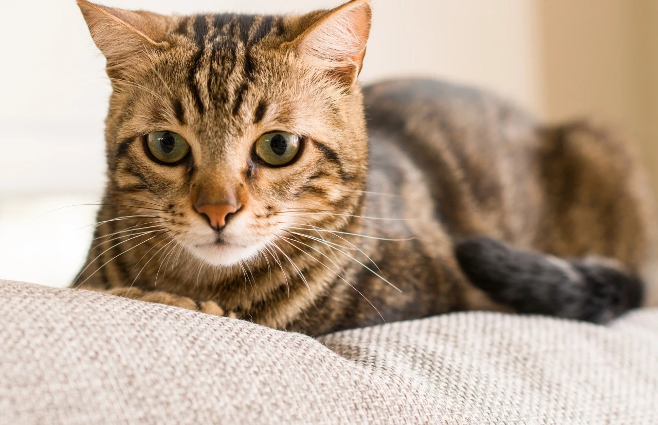 Wiek kota można wnioskować po wyglądzie pupila