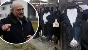 Pomór bydła na Białorusi. W hodowlach szaleje groźna choroba