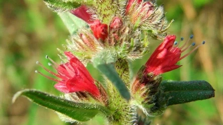 Kojarzysz tę roślinę? 