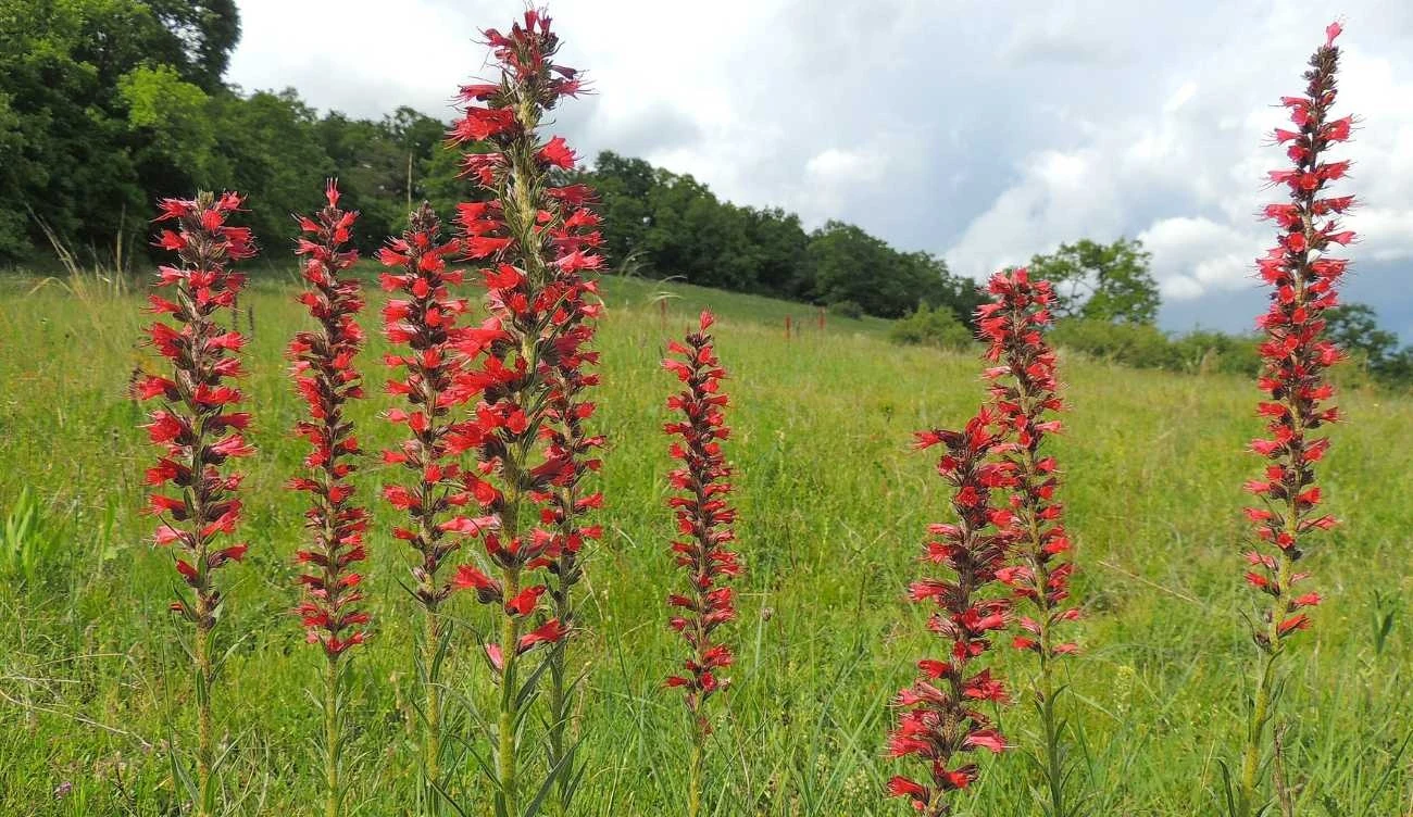 Pontechium maculatum