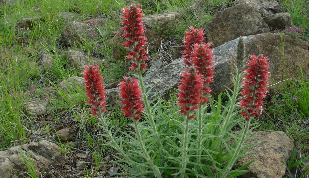 Żmijowiec czerwony rośnie też na Kaukazie i w Turcji
