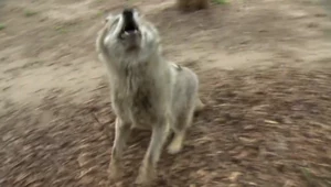 Latający wilk w polskim zoo. Robi furorę wśród gości