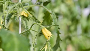 To dlatego pomidory nie kwitną. Jedna zmiana wystarczy