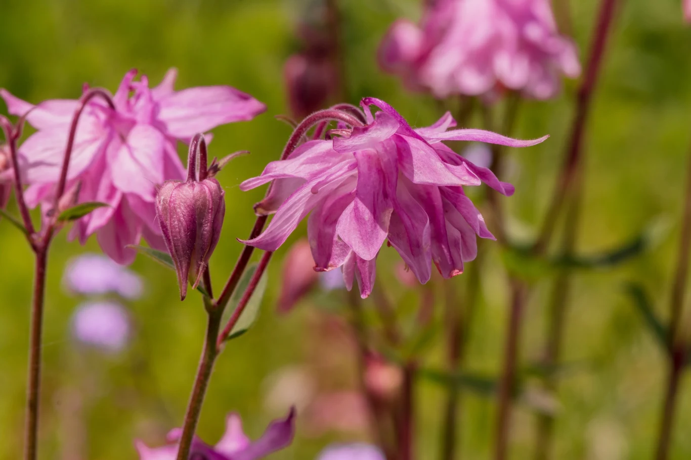 Różowe kwiaty orlika pospolitego na tle zielonej murawy, z ostrym pierwszym planem i delikatnie rozmytym tłem podkreślającym delikatność płatków.