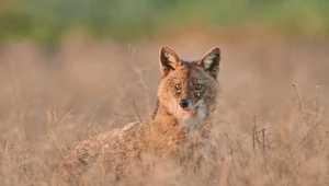 Nowy psowaty pojawił się w Polsce niedaleko Bałtyku. To nie wilk ani lis