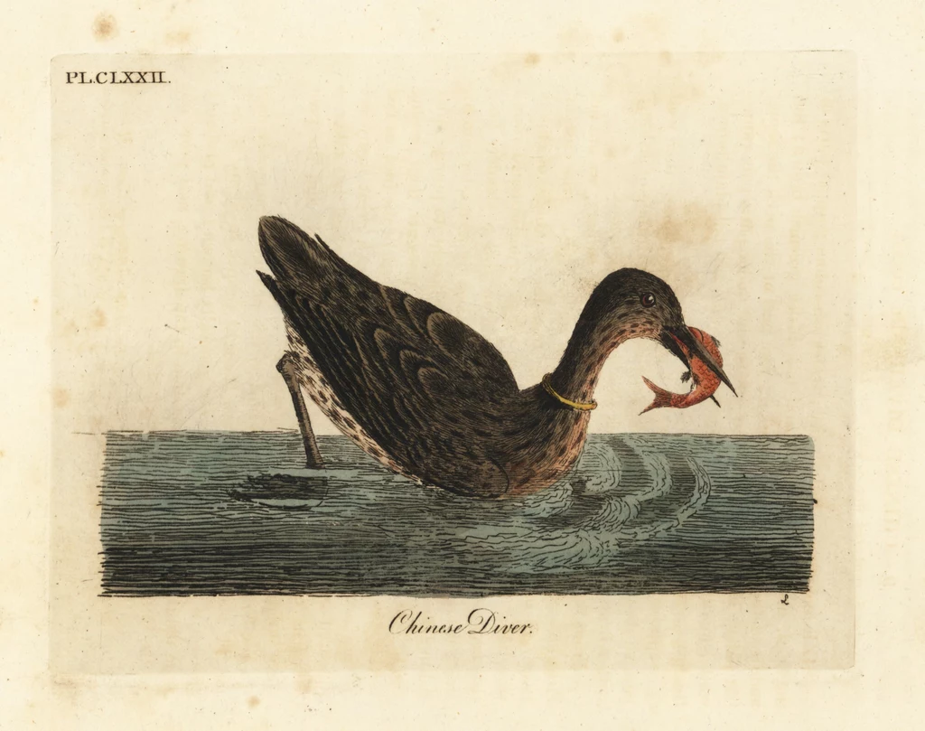 Phalacrocorax capillatus na rycinie