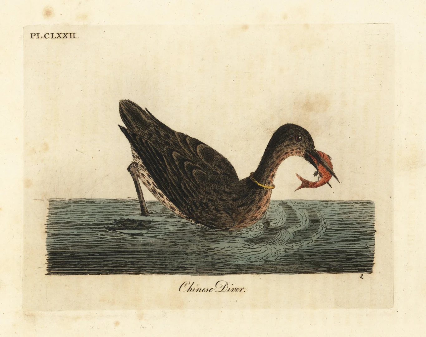 Phalacrocorax capillatus na rycinie