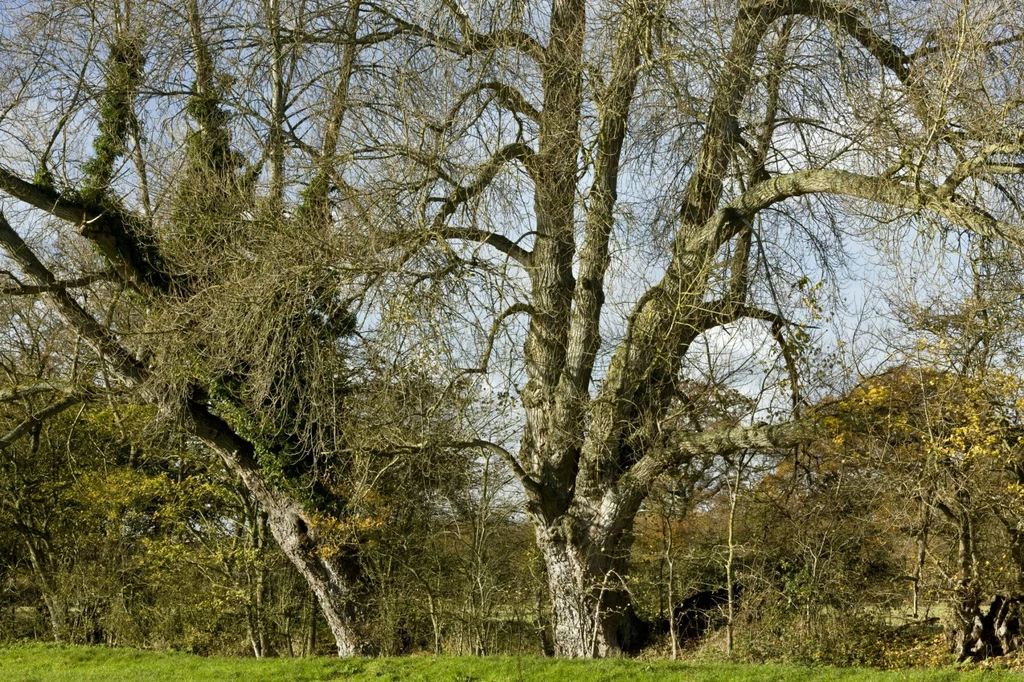 Większe drzewa takie jak topole możemy wyciąć bez zezwolenia, tylko jeśli obwód ich pnia nie przekracza 80 cm Dwa duże, bezlistne drzewa stojące na tle jasnego nieba, otoczone niską trawą i innymi mniejszymi drzewami oraz krzewami w tle.