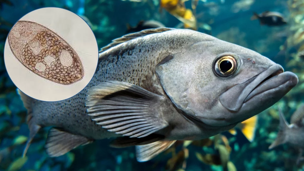 Przywry takie jak Haplorchis pumilio infekują ryby Przywry takie jak Haplorchis pumilio infekują ryby