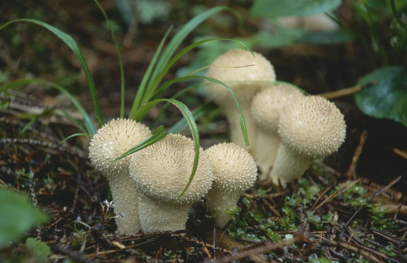 Purchawka chropowata to grzyb o swoistym i dość dziwnym wyglądzie. Grzybiarze często ją omijają, choć jest jadalna i smaczna.