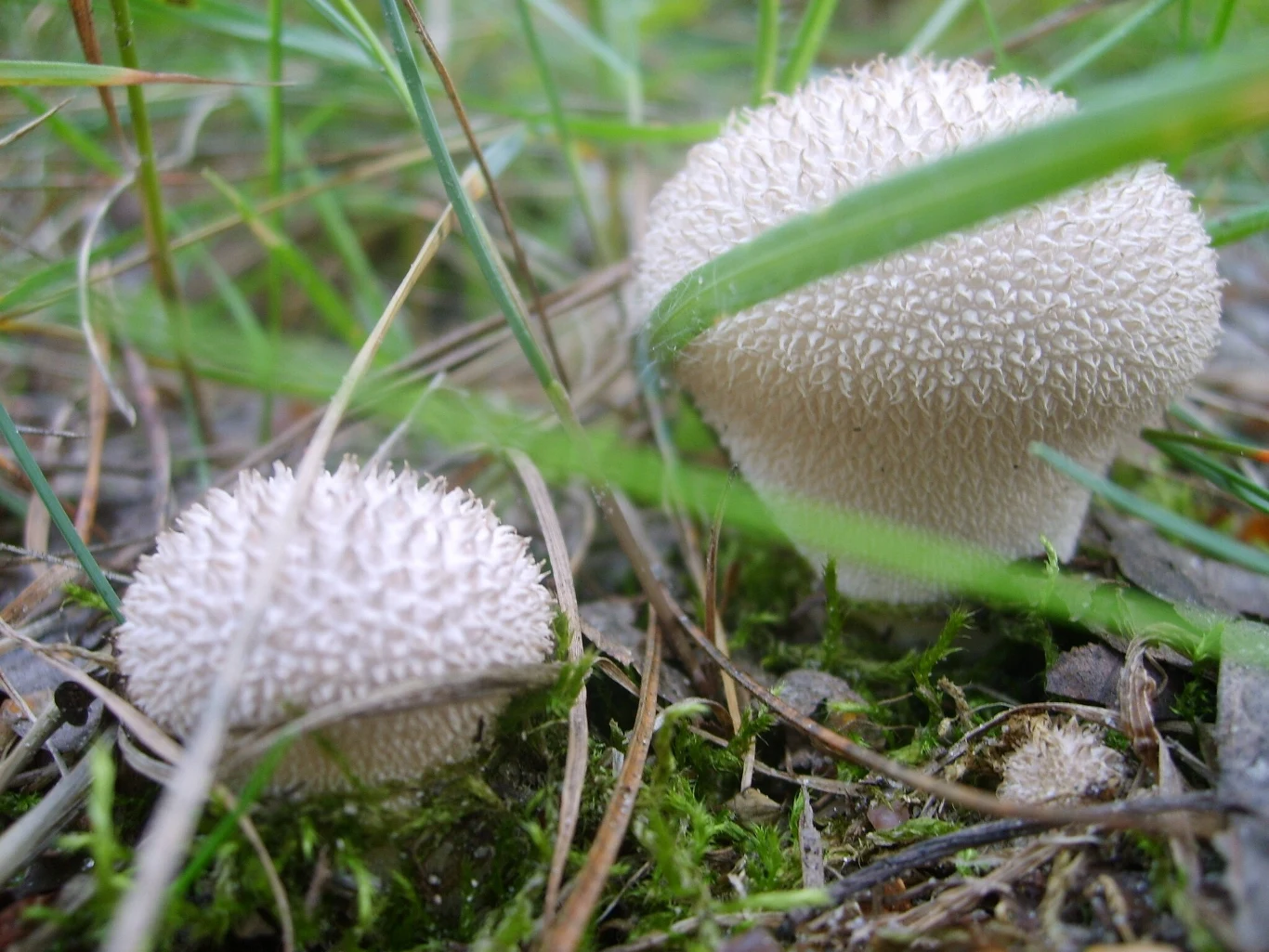 Młode purchawki chropowate są w pełni jadalne i w dodatku bardzo smaczne. Do jedzenia nadają się tylko te z białym, zwartym i miękkim wnętrzem.