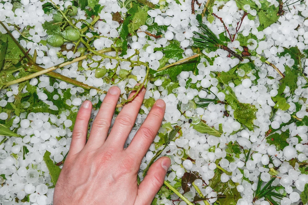 Latem mogą występować nagłe opady gradu Ręka leżąca na ziemi pokrytej dużą ilością gradu oraz zielonymi liśćmi i gałązkami, które zostały zerwane przez nawałnicę.