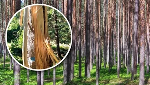 Na drzewach pojawiają się dziwne ślady. Leśnicy tłumaczą, to blizny