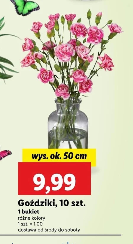 Goździki Ok.