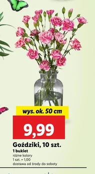Goździki Ok.