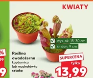 Roślina owadożerna