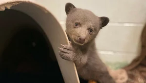 Uratowali porzuconego niedźwiedzia. Noszą maski i futra, aby bał się ludzi