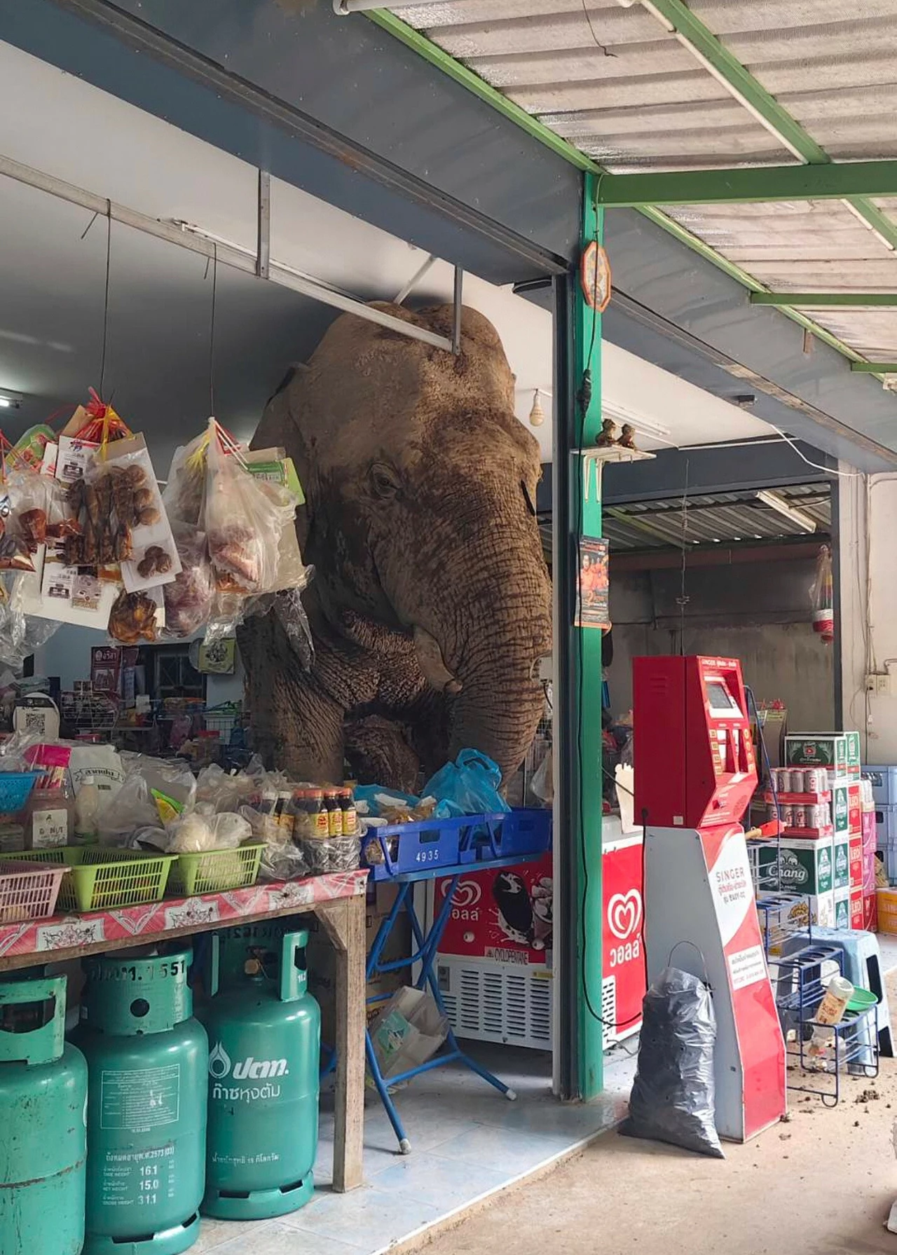 Zwierzę często chodzi po okolicy, w pobliżu sklepu znajduje się park narodowy Słoń wszedł do sklepu spożywczego, pomiędzy półki z produktami, butle gazowe i stojak z lodami, powodując zamieszanie wśród różnych towarów.