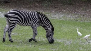 Zebra na gigancie. Policja poszukuje zwierzęcia i publikuje memy