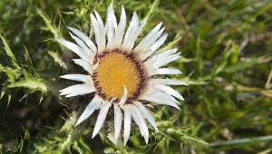 Ta roślina rosła kiedyś niemal wszędzie. Przypisywano jej magiczną moc