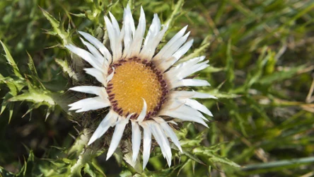 Czy dziewięćsił bezłodygowy ma magiczną moc? 