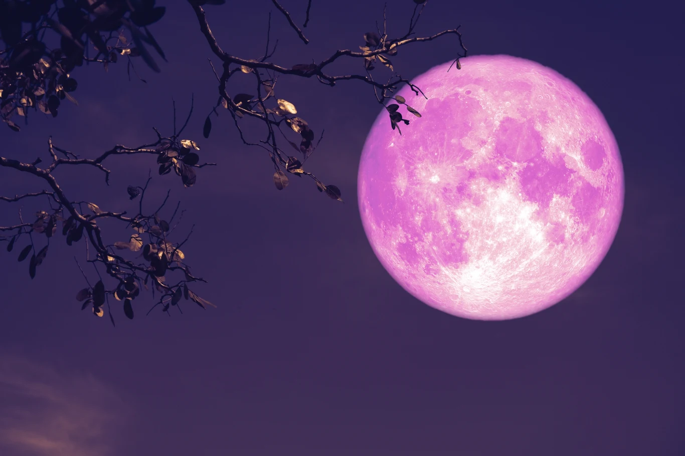 Którym znakom zodiaku sprzyja Truskawkowa Pełnia? 